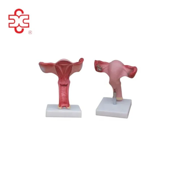XC Vagina Medical Anatomy Model ISO Certified Model XC-436A with 14-Month Warranty Made in China for Medical & Teaching Use