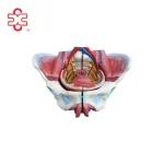 XC Woman Sexual Organs Model XC-332D ISO Certified PVC Material Medical Anatomical Model for Teaching & Display
