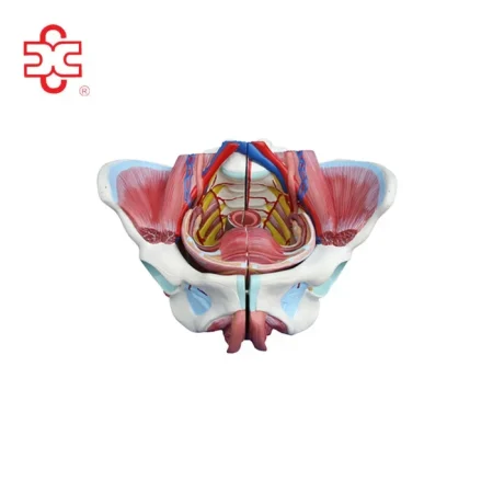 XC Woman Sexual Organs Model XC-332D ISO Certified PVC Material Medical Anatomical Model for Teaching & Display