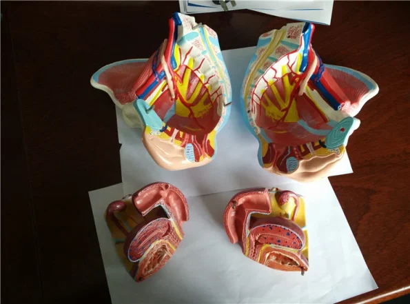 XC Woman Sexual Organs Model XC-332D ISO Certified PVC Material Medical Anatomical Model for Teaching & Display