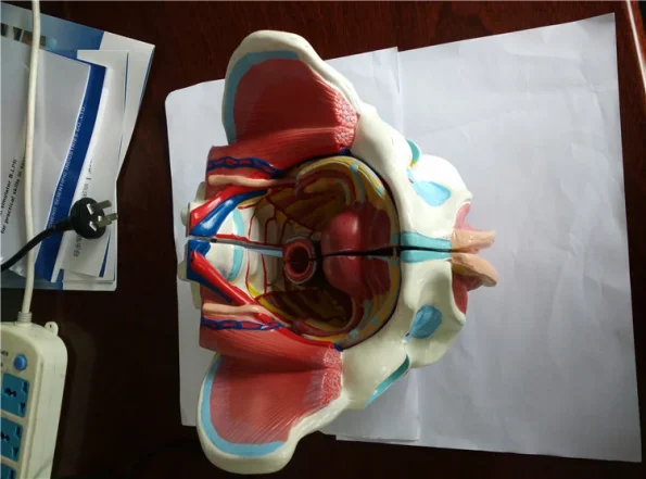XC Woman Sexual Organs Model XC-332D ISO Certified PVC Material Medical Anatomical Model for Teaching & Display