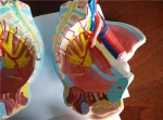 XC Woman Sexual Organs Model XC-332D ISO Certified PVC Material Medical Anatomical Model for Teaching & Display