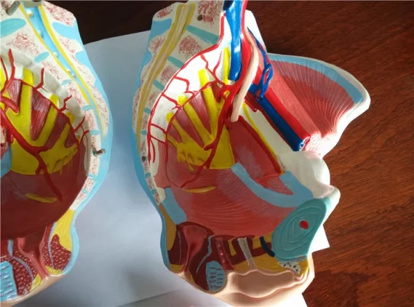 XC Woman Sexual Organs Model XC-332D ISO Certified PVC Material Medical Anatomical Model for Teaching & Display