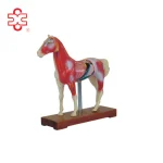 XINCH Animal Acupuncture Model for Horse PVC Material Model XC-602