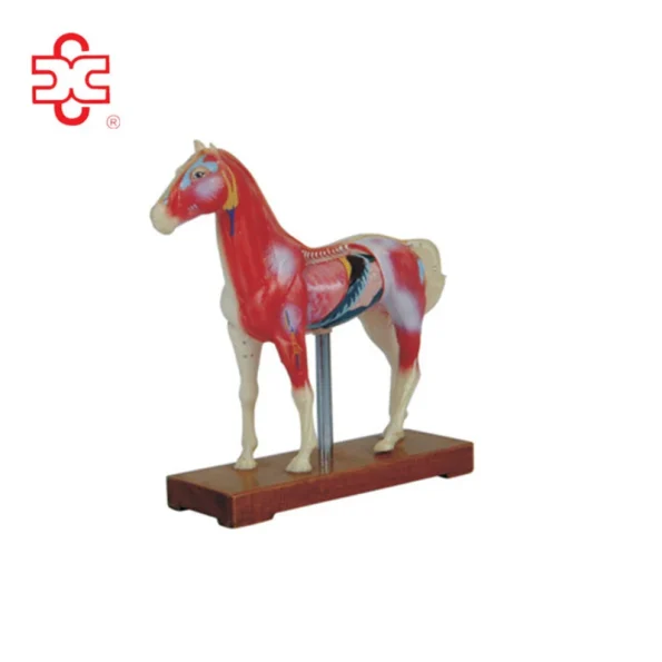 XINCH Animal Acupuncture Model for Horse PVC Material Model XC-602