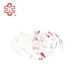 Xinch Disarticulated Skeleton with Skull Skeleton Model XC-130B Made in China