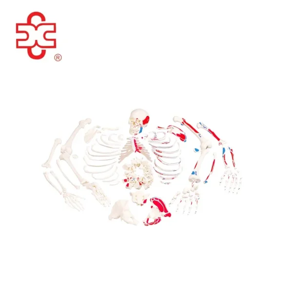 Xinch Disarticulated Skeleton with Skull Skeleton Model XC-130B Made in China