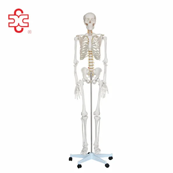 Xinch XC-101 180cm Tall Human Skeleton Models with Muscles and Ligaments Over 200 Bones for Medical Teaching & Training Use