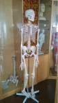 Xinch XC-101 180cm Tall Human Skeleton Models with Muscles and Ligaments Over 200 Bones for Medical Teaching & Training Use
