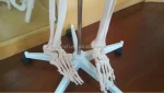 Xinch XC-101 180cm Tall Human Skeleton Models with Muscles and Ligaments Over 200 Bones for Medical Teaching & Training Use