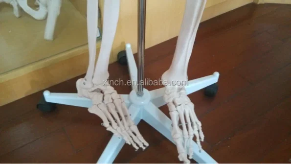 Xinch XC-101 180cm Tall Human Skeleton Models with Muscles and Ligaments Over 200 Bones for Medical Teaching & Training Use