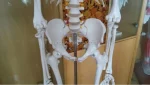 Xinch XC-101 180cm Tall Human Skeleton Models with Muscles and Ligaments Over 200 Bones for Medical Teaching & Training Use