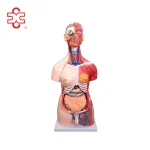 Xinch XC-210 100x46x29cm PVC Sexes Torso Model with Muscle for Medical Training Use ISO Certified 14 Month Warranty