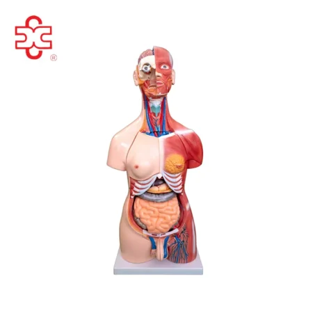 Xinch XC-210 100x46x29cm PVC Sexes Torso Model with Muscle for Medical Training Use ISO Certified 14 Month Warranty