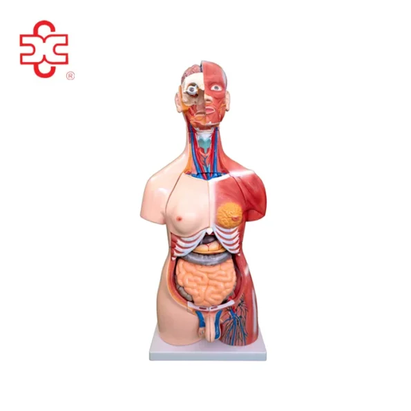 Xinch XC-210 100x46x29cm PVC Sexes Torso Model with Muscle for Medical Training Use ISO Certified 14 Month Warranty
