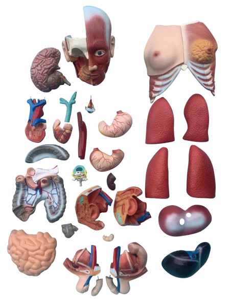 Xinch XC-210 100x46x29cm PVC Sexes Torso Model with Muscle for Medical Training Use ISO Certified 14 Month Warranty
