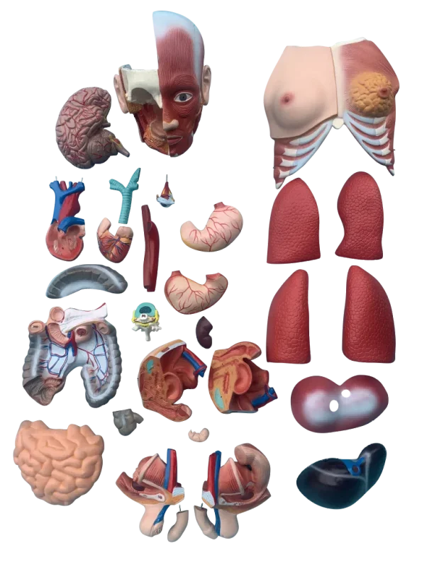 Xinch XC-210 100x46x29cm PVC Sexes Torso Model with Muscle for Medical Training Use ISO Certified 14 Month Warranty