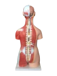 Xinch XC-210 100x46x29cm PVC Sexes Torso Model with Muscle for Medical Training Use ISO Certified 14 Month Warranty
