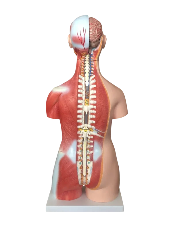Xinch XC-210 100x46x29cm PVC Sexes Torso Model with Muscle for Medical Training Use ISO Certified 14 Month Warranty
