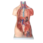 Xinch XC-210 100x46x29cm PVC Sexes Torso Model with Muscle for Medical Training Use ISO Certified 14 Month Warranty