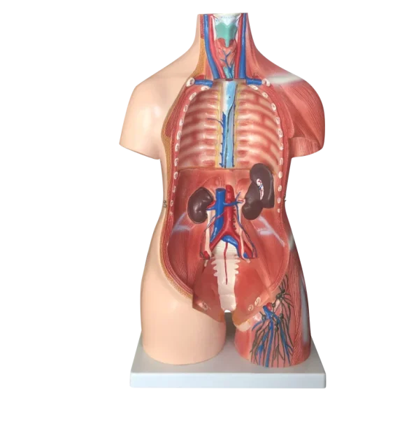 Xinch XC-210 100x46x29cm PVC Sexes Torso Model with Muscle for Medical Training Use ISO Certified 14 Month Warranty