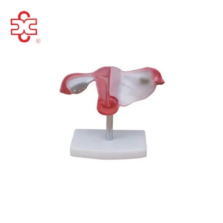 Xincheng Artificial Vagina Manikin Model XC-436 PVC Material for Medical Science China Shanghai