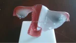 Xincheng Artificial Vagina Manikin Model XC-436 PVC Material for Medical Science China Shanghai