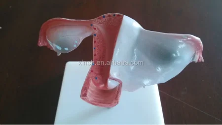 Xincheng Artificial Vagina Manikin Model XC-436 PVC Material for Medical Science China Shanghai