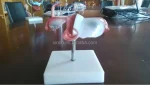 Xincheng Artificial Vagina Manikin Model XC-436 PVC Material for Medical Science China Shanghai