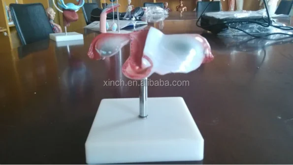 Xincheng Artificial Vagina Manikin Model XC-436 PVC Material for Medical Science China Shanghai