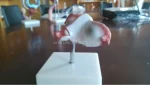 Xincheng Artificial Vagina Manikin Model XC-436 PVC Material for Medical Science China Shanghai