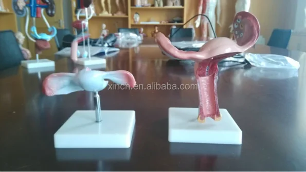Xincheng Artificial Vagina Manikin Model XC-436 PVC Material for Medical Science China Shanghai