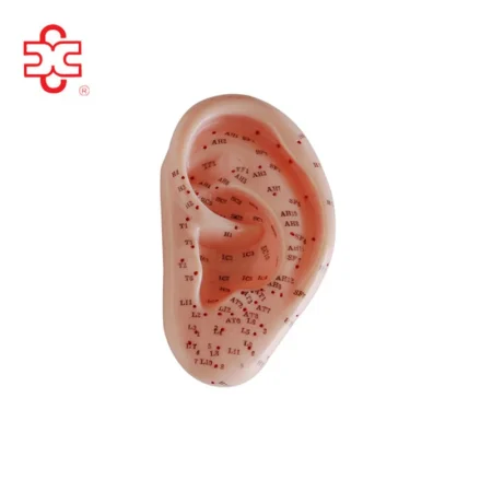 XINCHENG Ear Acupuncture Anatomical Model XC-508B 13CM
