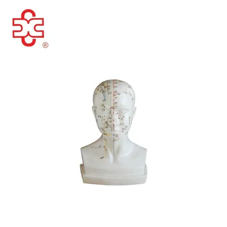 Xincheng Head Acupuncture Model XC-507 20CM Made in China
