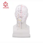 Xincheng Head Acupuncture Model XC-507 20CM Made in China