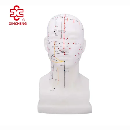 Xincheng Head Acupuncture Model XC-507 20CM Made in China