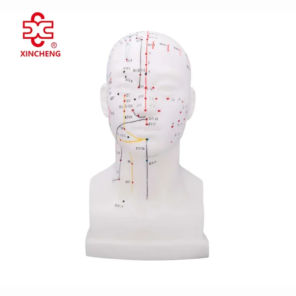 Xincheng Head Acupuncture Model XC-507 20CM Made in China