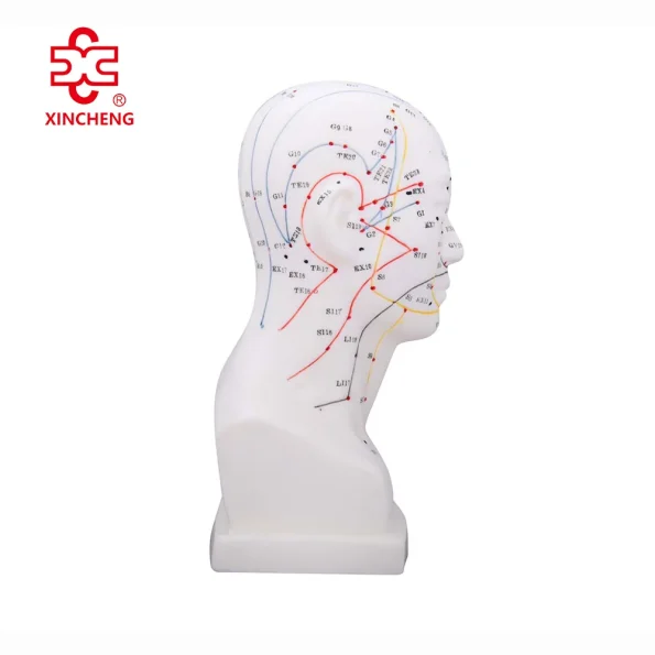 Xincheng Head Acupuncture Model XC-507 20CM Made in China