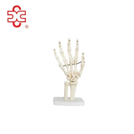 Xincheng Life Size Hand Joint Skeleton Model for Medical Science