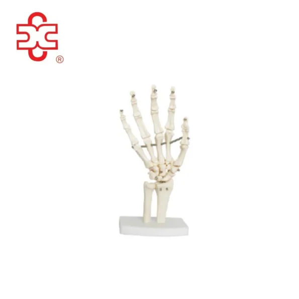 Xincheng Life Size Hand Joint Skeleton Model for Medical Science