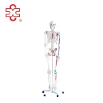 Xincheng XC-101BN Skeleton with Numbered Muscles Over 200 Bones 180cm Tall for Medical & Teaching Use