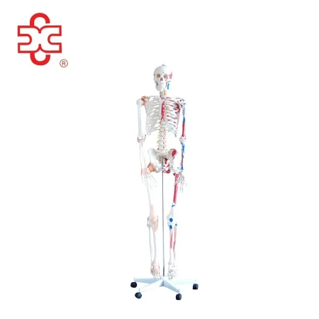 Xincheng XC-101BN Skeleton with Numbered Muscles Over 200 Bones 180cm Tall for Medical & Teaching Use