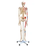 Xincheng XC-101BN Skeleton with Numbered Muscles Over 200 Bones 180cm Tall for Medical & Teaching Use