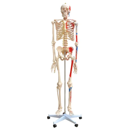 Xincheng XC-101BN Skeleton with Numbered Muscles Over 200 Bones 180cm Tall for Medical & Teaching Use