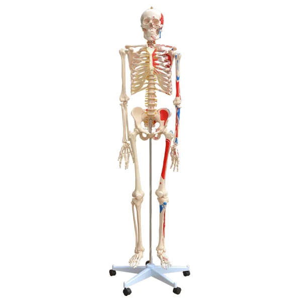 Xincheng XC-101BN Skeleton with Numbered Muscles Over 200 Bones 180cm Tall for Medical & Teaching Use