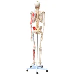 Xincheng XC-101BN Skeleton with Numbered Muscles Over 200 Bones 180cm Tall for Medical & Teaching Use