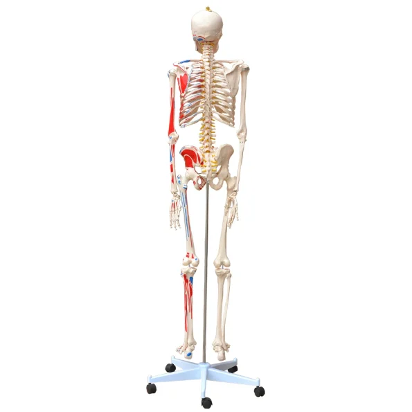 Xincheng XC-101BN Skeleton with Numbered Muscles Over 200 Bones 180cm Tall for Medical & Teaching Use