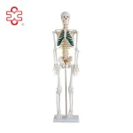 Xincheng XC-102A 85cm PVC Human Anatomy Skeleton with Spinal Nerves for Medical Teaching