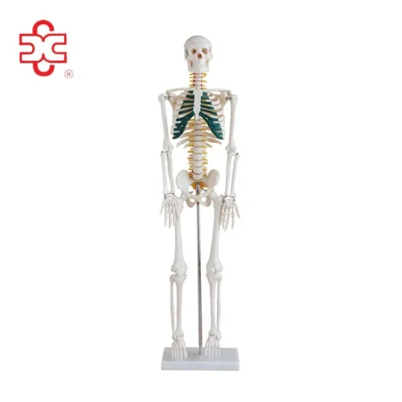 Xincheng XC-102A 85cm PVC Human Anatomy Skeleton with Spinal Nerves for Medical Teaching