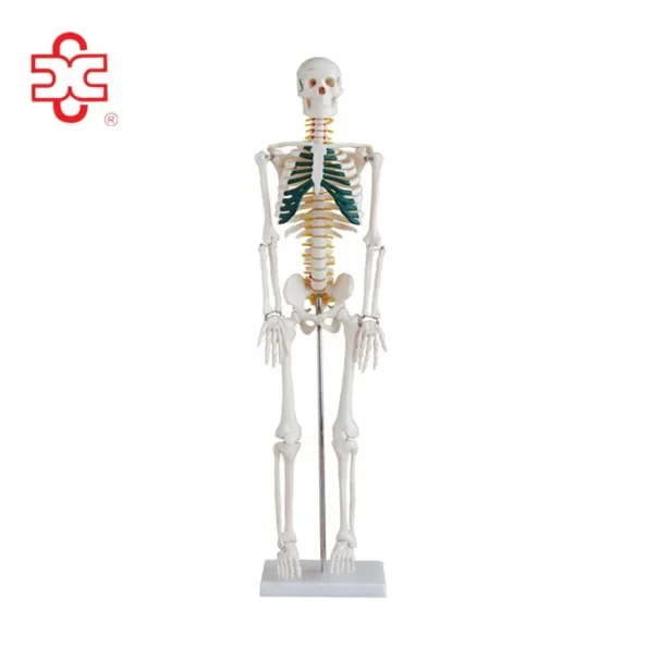 Xincheng XC-102A 85cm PVC Human Anatomy Skeleton with Spinal Nerves for Medical Teaching